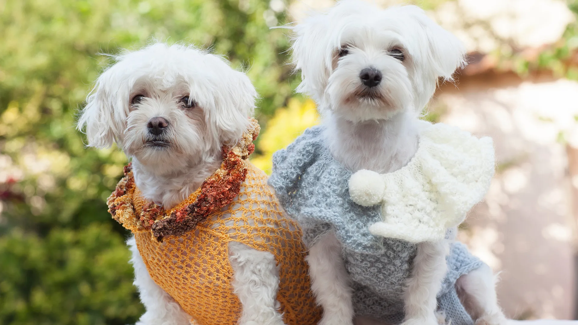 small white dogs wearing crochet sweaters outdoor
